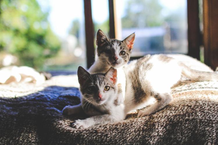 Abandoned cats have a new home
