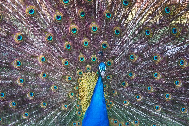 peacock dance